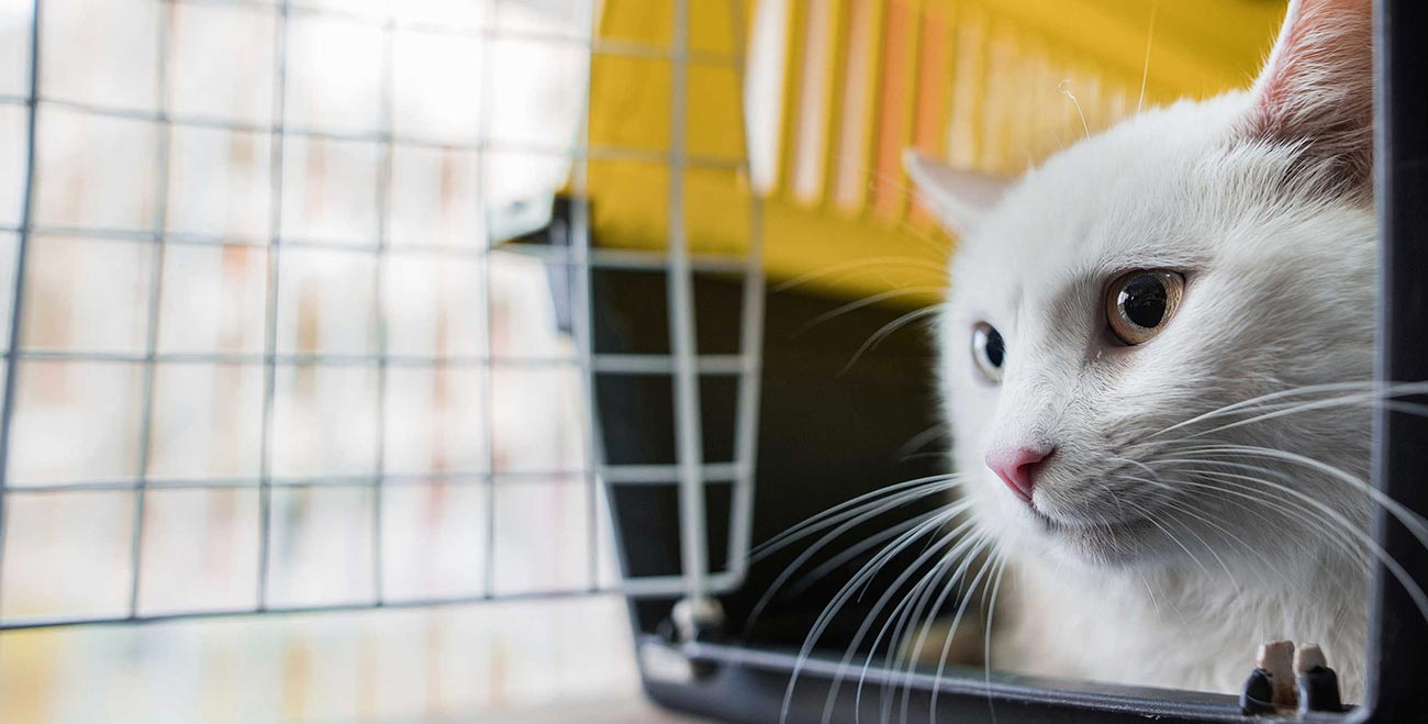 affordable pet transport